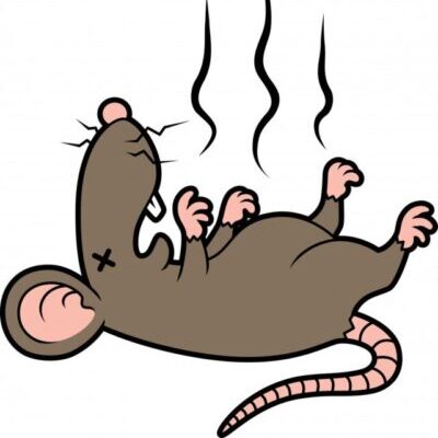 dead mouse